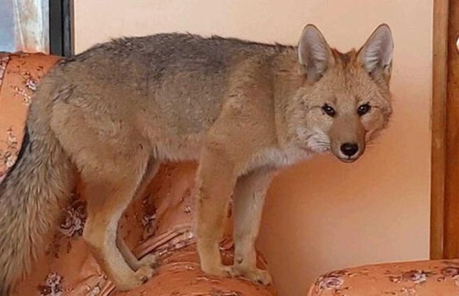 Foto: Diario Libero Perú