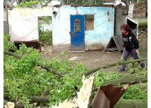 Árbol gigante cayó encima de dos casas y las destruyó