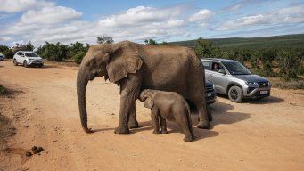 Foto: AFP, archivo. Elefante en Sudáfrica.