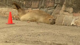 un lobo marino cambia el pelaje contra el murallon de la playa ramirez