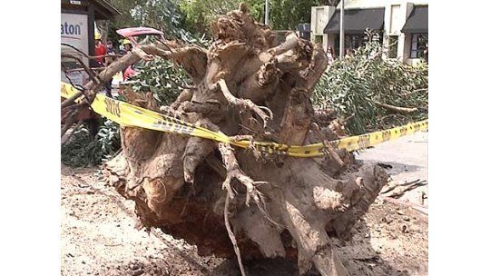 El árbol que cayó en Carrasco tenía raíces secas y cortadas