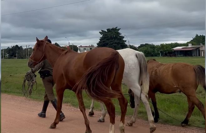 caballos-sueltos-san-jose-operativo-ministerio-del-interior