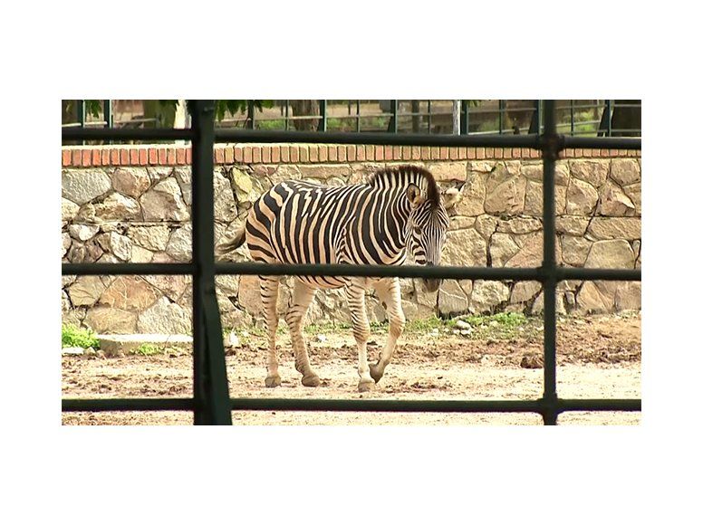 IMM licitará en 2018 las obras para transformar al Zoo de Villa Dolores