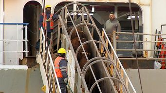 casi 3.000 vacas procedentes de uruguay bloqueadas en barco frente a turquia por falta de certificados