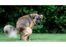 Colocarán tachos para las heces de los perros en el Municipio CH