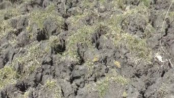 arroceros de rocha aseguran que unas mil hectareas se perderan debido a la sequia