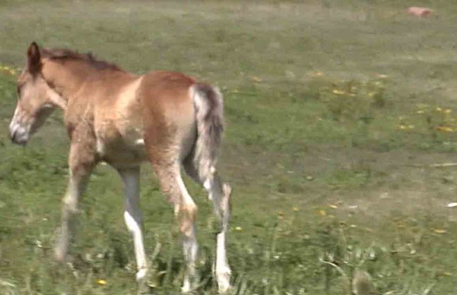 caballos-muermo-enfermedad.jpg