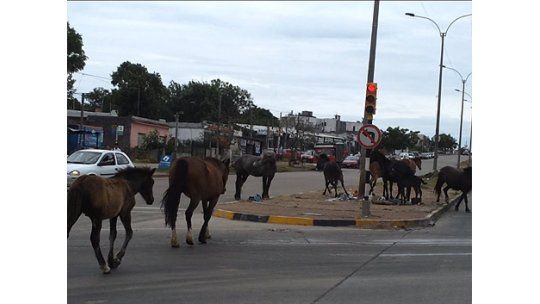 Caballos sueltos complican el tránsito en General Flores