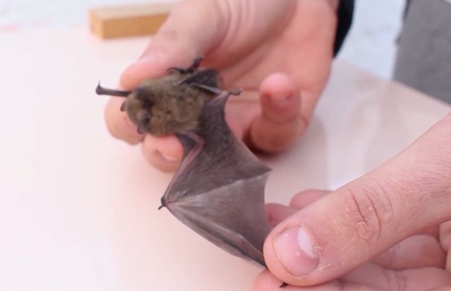 murcielago-rabia-animal-exposicion-vacuna