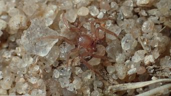 investigadores confirman la presencia de nuevas especies de aranas en uruguay