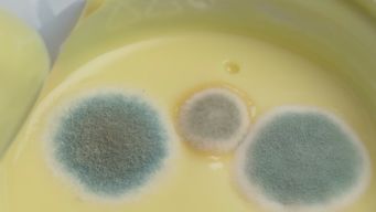 Inocuidad alimentaria ante las altas temperaturas en verano. IMM recibe denuncias.&nbsp;