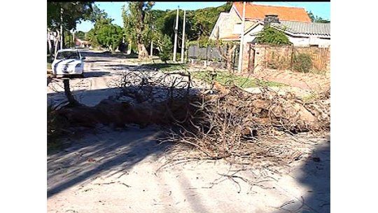 Cayó otro árbol en Carrasco; no hubo daños