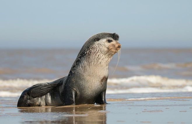 lobo-marino-nueva-foto-de-socobioma.jpg