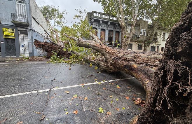 Foto: Gonzalo Palma, Subrayado.