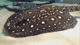 al menos tres personas debieron ser atendidas por picaduras de raya en el rio uruguay