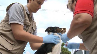 podran allanar viviendas para examinar si los perros son portadores de leishmaniasis