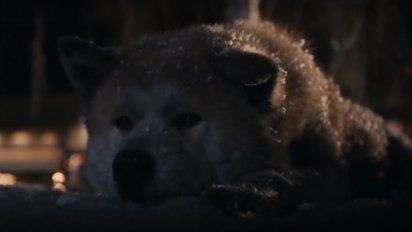 los perros en el cine: emotivo homenaje a los que se han ganado un lugar en el corazon del publico