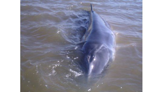 Insólito: apareció una ballena enana en la playa Trouville
