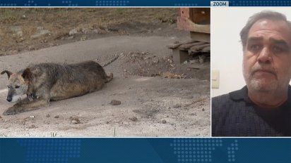 un solo uruguay plantea reabrir perreras, pero para protectoras la solucion pasa por castrar