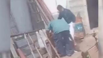 denuncian maltrato animal en paysandu: el inba brilla por su ausencia, dijo directora de ong