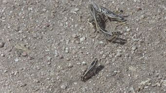 langostas depredadoras afectaron mas de 5.000 hectareas en florida