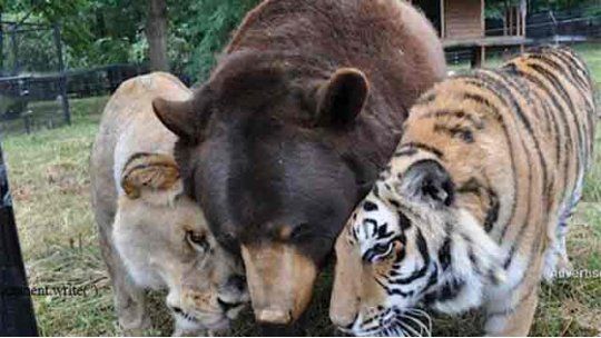 leon, tigre y oso amigos