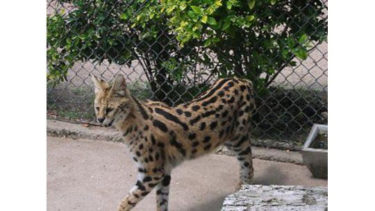 MGAP incautó un gato salvaje y lo envió al zoológico de Durazno