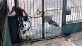 Captura de cámara de seguridad que registró la rapiña en Malvín Norte.