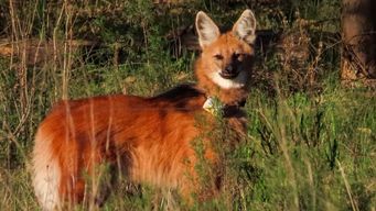 murio atropellado un aguara guazu en ruta de soriano; habia cruzado desde argentina y tenia collar electronico