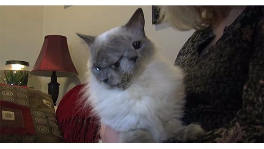 Murió “Frank & Louie”, el gato con dos caras más viejo del mundo
