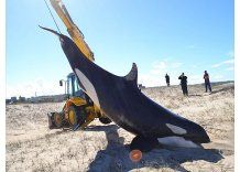 Enterraron en las dunas la orca que apareció en Punta Rubia