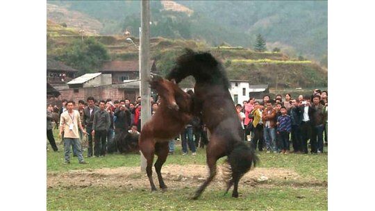 Sangrientos combates de caballos en China para celebrar año nuevo
