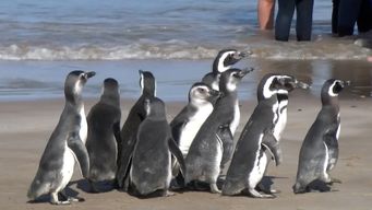 el momento en el que 12 pingüinos recuperados son liberados y marchan al agua