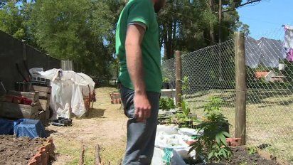 secretario de junta de drogas considera eximir a autocultivadores de cannabis del registro