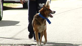 protectora de animales ecqus y municipio f rescataron a los perros abandonados en la casa de jonathan correa