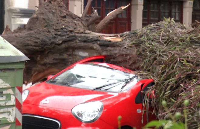 árbol-caída-auto-aguada