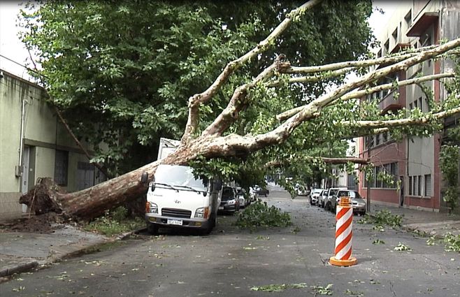 arbol-caido-montevideo-calle-rocha.jpg