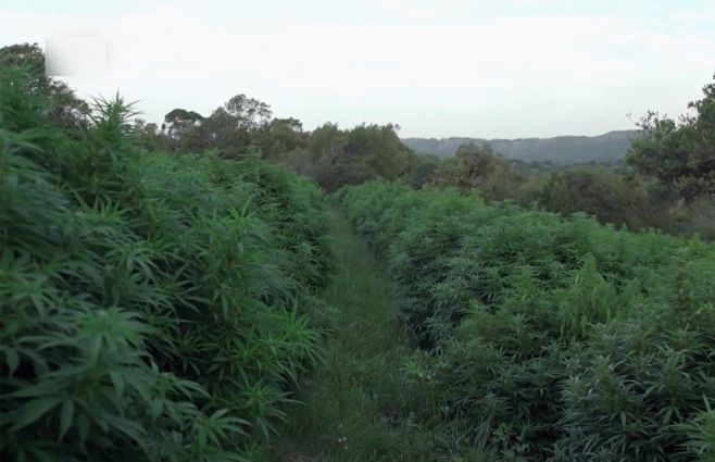 plantas-marihuana-maldonado-746.jpg