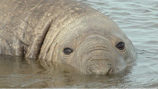 elefante marino