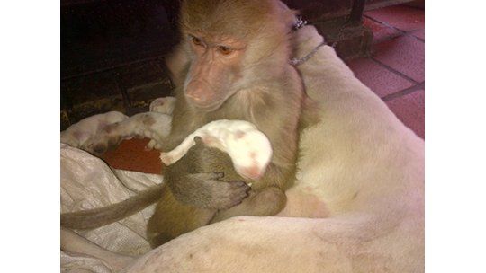 Nuevas fotos de la mona Pupé en su rol de cuidadora de cachorros