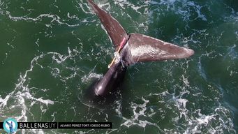 intentan socorrer a una ballena que lucha por quitarse una red en costas de maldonado