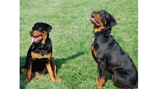 Comisión de bienestar animal avala sacrificio de dos rottweilers