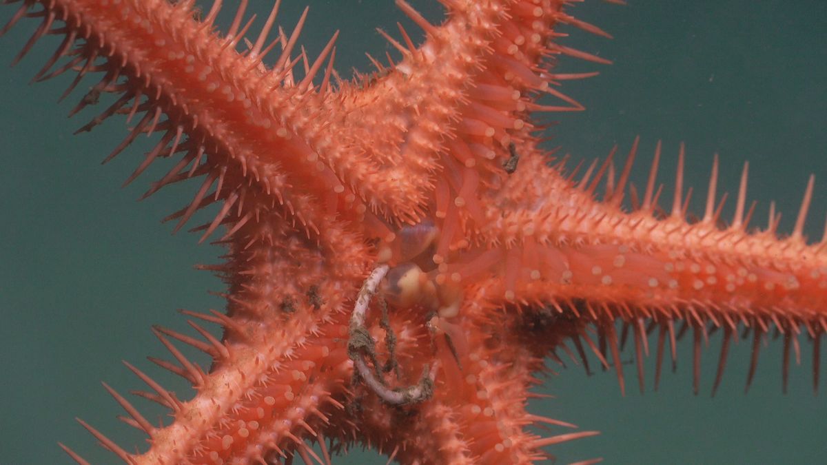 Star. Fuente: Schmidt Ocean Institute