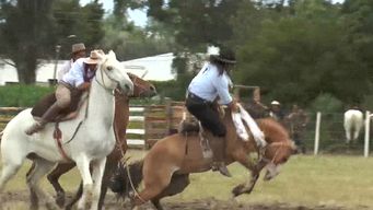 comienza el domingo una nueva semana criolla: imm explica como se realizaran las jineteadas