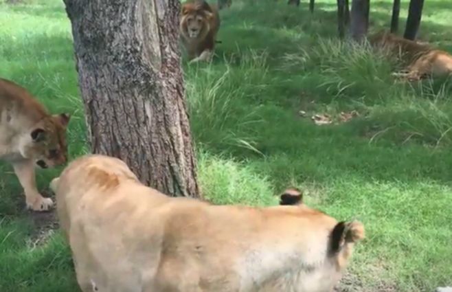 Leo, el león fallecido aparece en la foto arriba sobre la derecha. Foto: El País.
