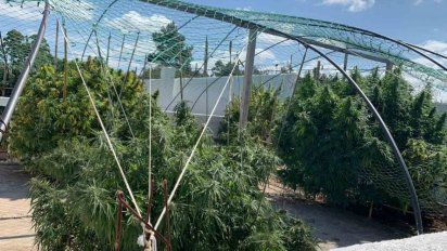 descubren una plantacion de marihuana y un laboratorio clandestino en rio branco
