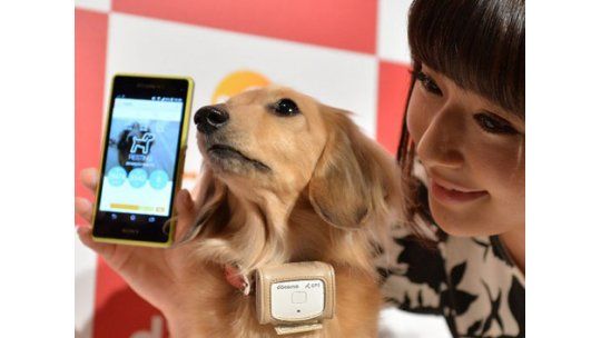 Japón: un collar controla dieta y actividad física de los perros
