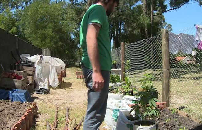autocultivador-cannabis.jpg