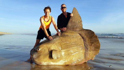 encontraron un pez luna gigante encallado en una playa de australia