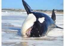 Aparece orca muerta en las costas de La Pedrera